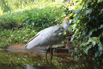 トキ　朱鷺　佐渡ヶ島　bird 