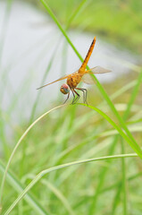dragonfly on the grass
UUrothemis signata