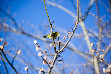吉野公園の梅とメジロ	