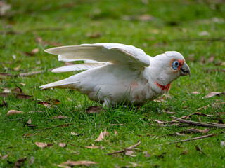 Corella Low