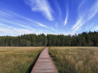 Fototapeta premium A deck of brown planks over a swamp with yellowed grass, going to the forest, against the background of a beautiful sky with clouds.