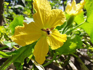 A bee is collecting honey from flowers.