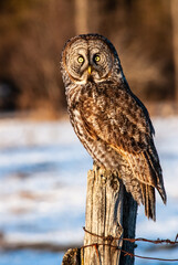 Great Grey Owl seated on a fence post during an winter eruption of these owls near Ottawa, Canada.  These owls are native to the boreal woods, but do come South.