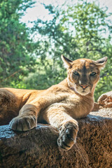 Naklejka premium Portrait of mountain lion in captivity, vertical photo