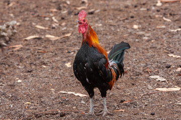 Rooster crowing in farm paddock