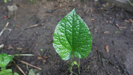 beautiful natural heart-shaped leaves