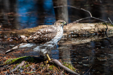 Female Coopers Hawk at a pond in the woods