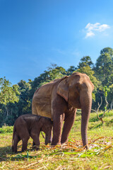 Elephant mom takes care of her baby elephant