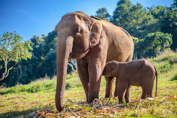 Fototapeta na wymiar Elephant mom takes care of her baby elephant
