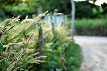 Wild grass growing at the side of an empty road in a rural area