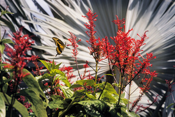 Bismark and the Butterfly