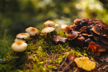 Mushrooms on thin legs with dark and light brown caps grow on a mossy stump on green and yellow blury forest background. Mushroom macro photography in the natural habitat. Mushroom picking season