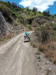 donkey in the mountains