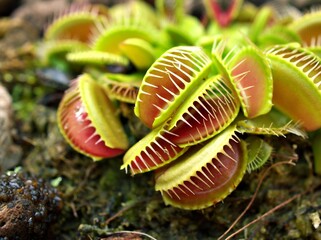 Closeup Venus flytrap ,Insectivorous plants ,Low Giant ,Dionaea muscipula ,needle-like-teeth ,venus fly catcher ,Cook's Carnivorous  - obrazy, fototapety, plakaty