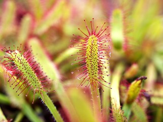 Closeup Sundew carnivorous plant ,Drosera anglica ,insectivorous plants, meat-eating, sticky carnivorein a life saving sponge ,great sundew with soft selective focus