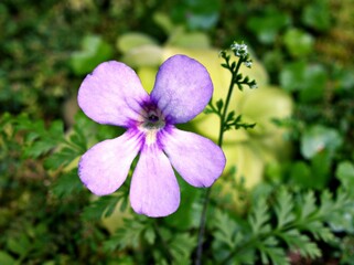 Closeup purple flower Pinguicula moranensis , Butterworts flowering plants with soft selective focus for pretty background ,blurred concept ,macro image ,delicate beauty of nature ,free copy space 