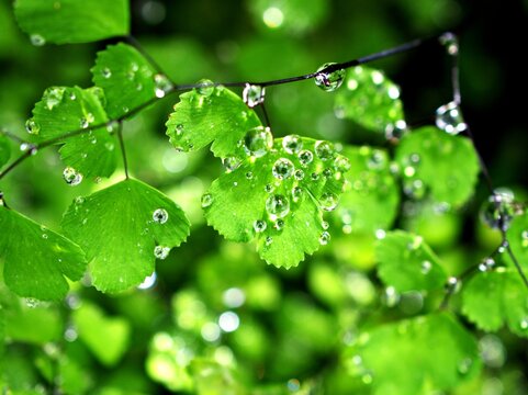 Drops on green leaves foliage Adiantum capillus-veneris ,acthiopicum ,Parco dei Nebrodi ,Sicily ,ltaly ,black Maidenhair fern ,venus Ferns ,Venushair ,soft selective focus pretty background ,greenery