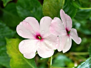 Macro pink white flower Impatiens walleriana ,busy lizzie lizzy ,balsam ,sultana ,simple impatiens ,new guinea plants with soft selective focus and blurred concept