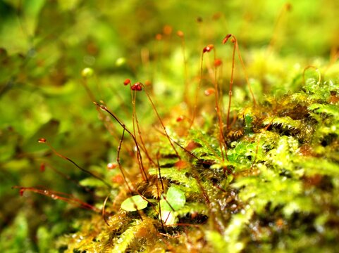 Macro Bryales plant tiny green of mossses belonging to the family Meesiaceae found in Europe and Northern America ,Amblyodon dealbatus  Bryaceae ,Bryum capillare ,liverworts with soft selective focus