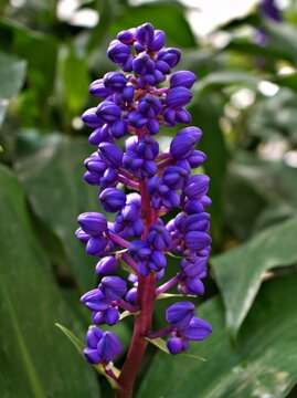 Blue Ginger Dichorisandra thyrsiflora flower ,tropical plants in summer or spring ,purple violet flowers houseplants ,pretty viola colour ,macro image ,blue flower
