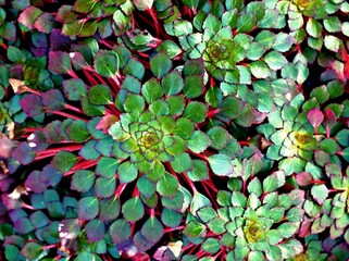 Macro green Tanaman air Mosaic plant ,Ludwigia sedioides ,colourful aquascape aquatic water plants colorful foliage with soft selective focus and sunshine for pretty background or wallpaper