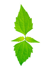 Image of isolated green herb leaf botany in the tropical with growing lobes on a white background with clipping path.
