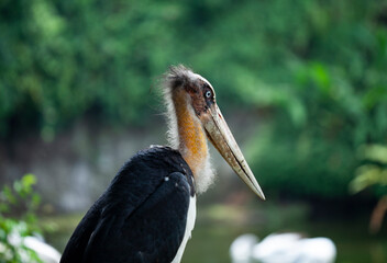 Close up the head of the marabou stork, marabou stork