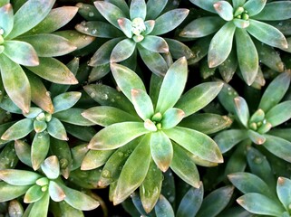 Closeup succulent plant Pachyphytum hookeri features silvery blue-green ,pointed succulent leaves ,the leaf tips turn red ,Echeveria with soft focus and bright background ,macro image ,nature leaves