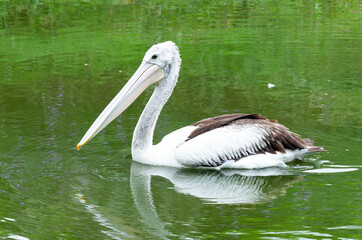 Pelican on the water, Pelican Bird