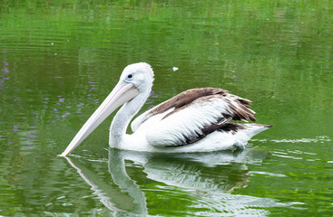 Pelican on the water, Pelican Bird