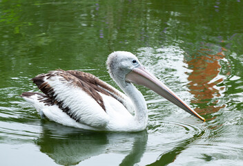 Pelican on the water, Pelican Bird