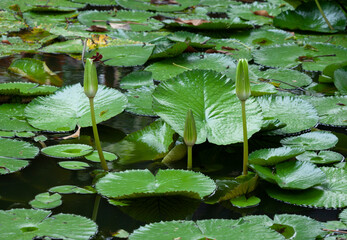Lotus flower, Nymphaea is a genus of hardy and tender aquatic plants in the family Nymphaeaceae