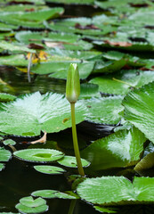 Lotus flower, Nymphaea is a genus of hardy and tender aquatic plants in the family Nymphaeaceae