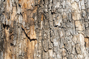 Detail of oak tree bark