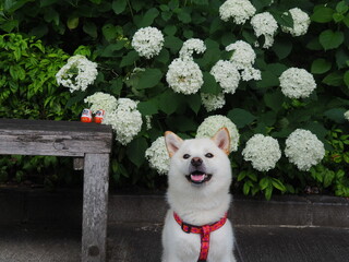 白い紫陽花と白い犬
