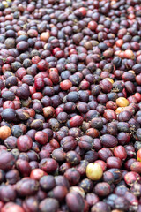 Coffee beans that are being dried used as background