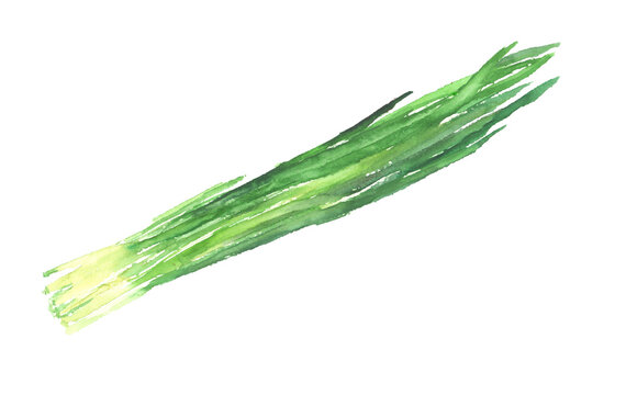 水彩で描いたニラのイラスト