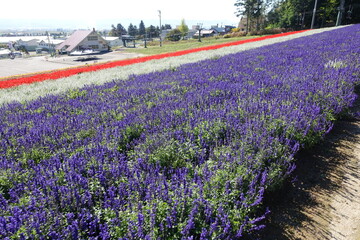 北海道中富良野町　北星山ラベンダー園