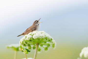 さえずるシマセンニュウ(Middendorff's grasshopper warbler)