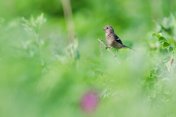 ベニマシコ雌(Long-tailed rosefinch)