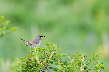 虫をくわえるノゴマの雄(Siberian rubythroat)