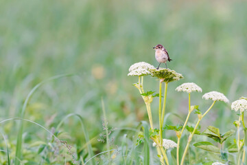 ノビタキ雌(common stonechat)