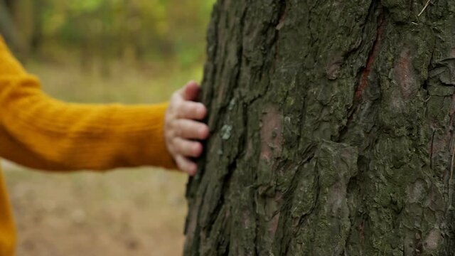 Woman hand with small wound wearing warm orange sweater strokes old pine tree trunk walking along green autumn forest extreme close view