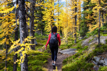 Fototapeta premium Adventurous Caucasian Woman Hiking on a Trail in the woods with Yellow Larches Trees and Canadian Rocky Mountains in Background. Located in Lake O'Hara, Yoho National Park, British Columbia, Canada.