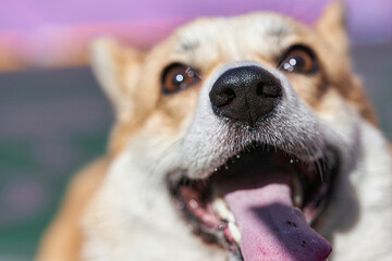 Black nose of a corgi dog in focus of the frame is buried in the camera