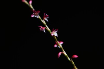 Jumpseed flowers. Polygonaceae perennial plants. Small red and white flowers come in autumn. 