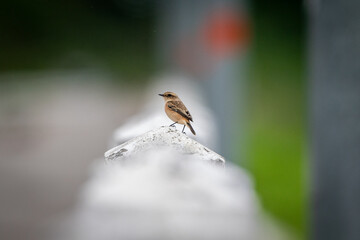 European stone-chat in the migration season 