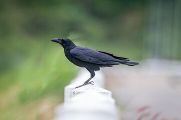 Large-billed crow  elegant black bird