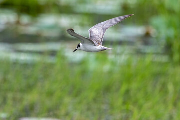 White-winged Black Tern  in the migration season 