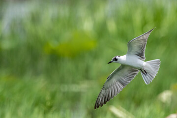 White-winged Black Tern  in the migration season 